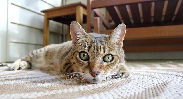 De qué se trata el seguro veterinario para mascotas