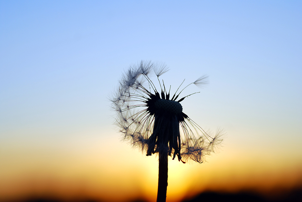 La elección de un buen seguro de decesos